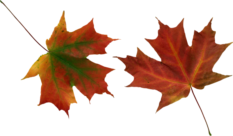 autumn_leaves_PNG3600.png