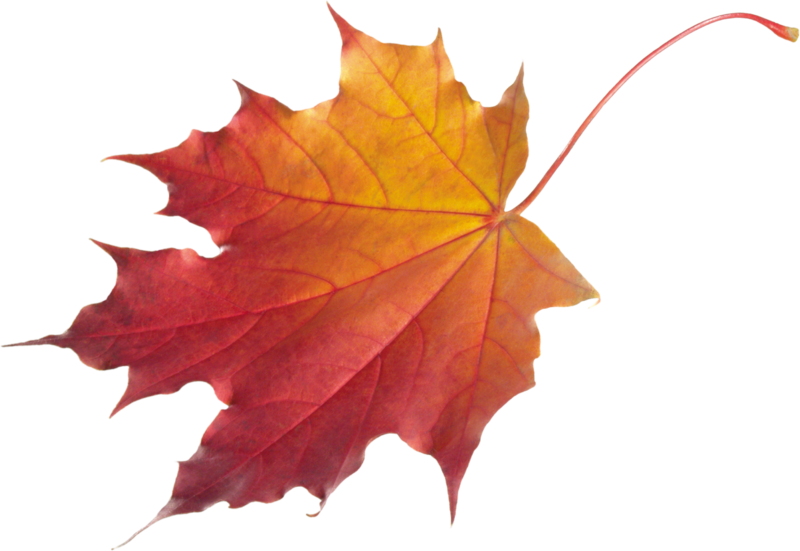 autumn_leaves_PNG3601.png