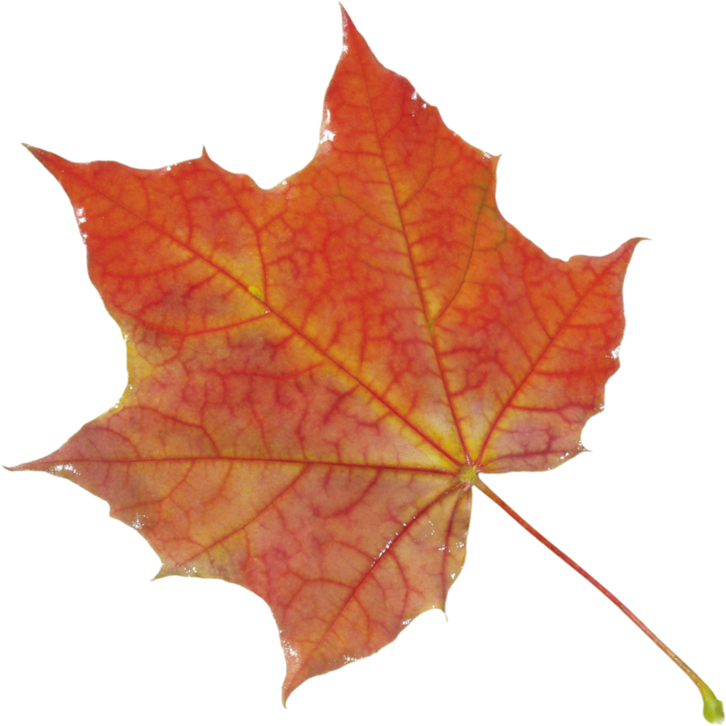 autumn_leaves_PNG3602.png