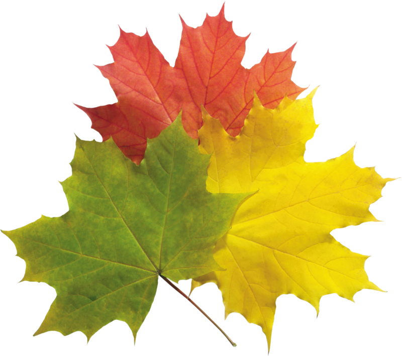 autumn_leaves_PNG3603.png