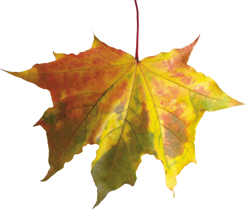 autumn_leaves_PNG3604.png