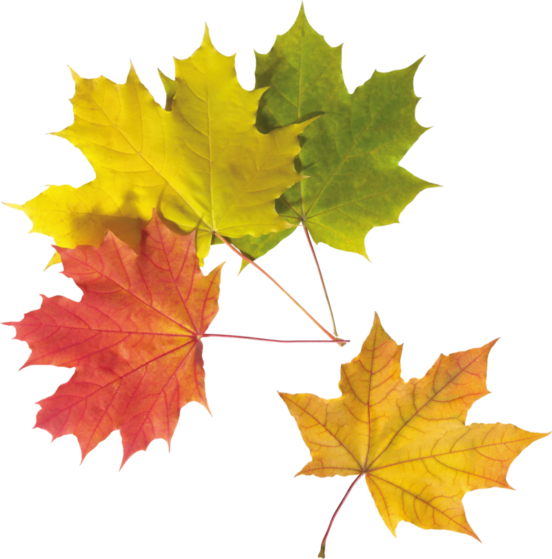 autumn_leaves_PNG3605.png