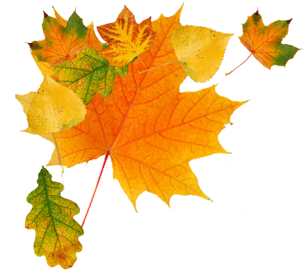 autumn_leaves_PNG3612.png