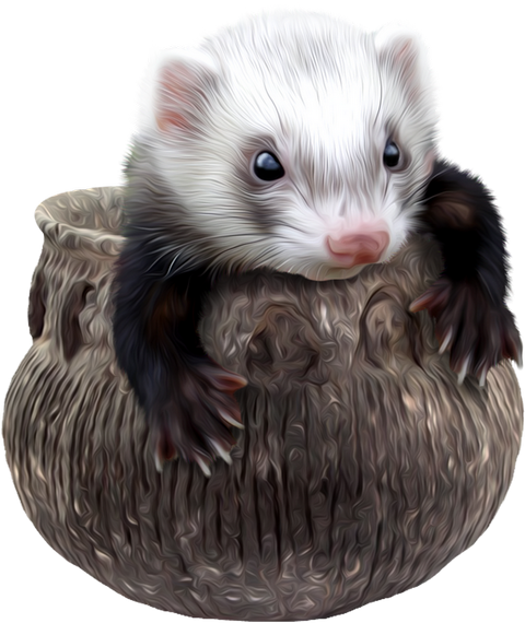 FURET