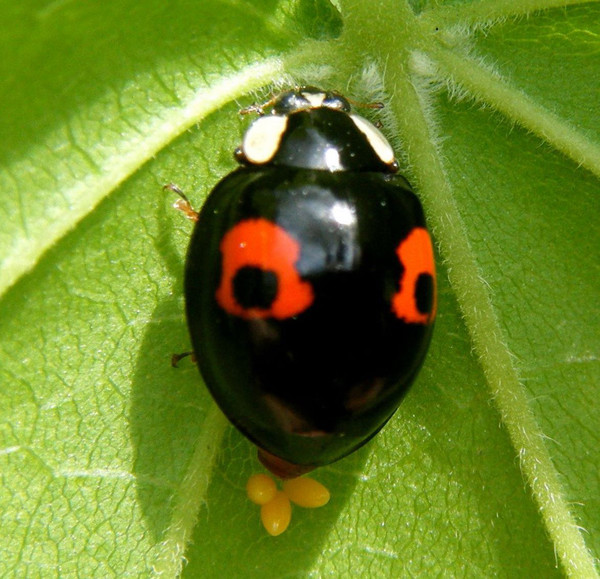 COCCINELLE 2