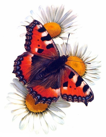 PAPILLON 2