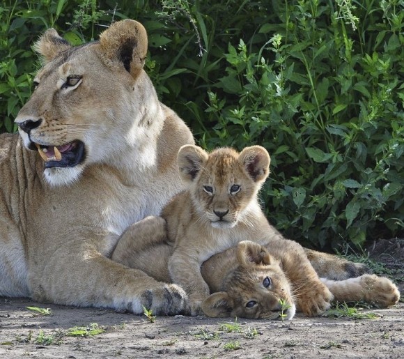 LIONNE ET LIONCEAU