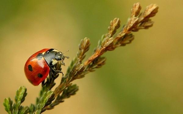 COCCINELLE