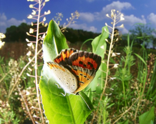 PAPILLON