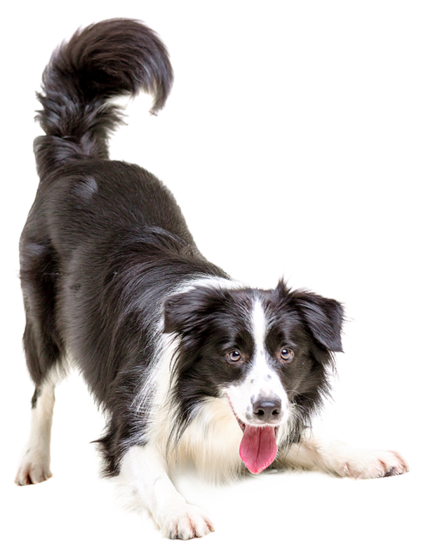 CHIEN 5