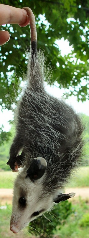 FAMILLE DES SOURIS ?