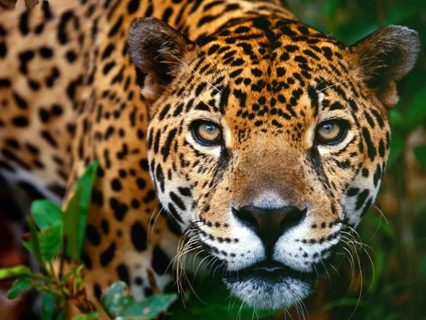 JAGUAR