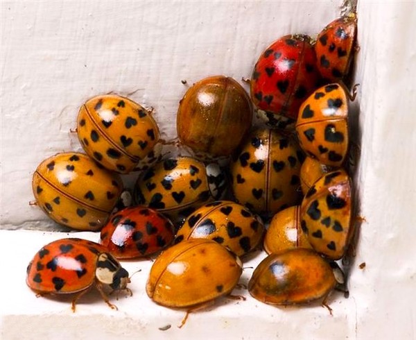 COCCINELLES