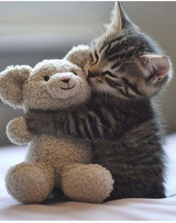 PELUCHE 4