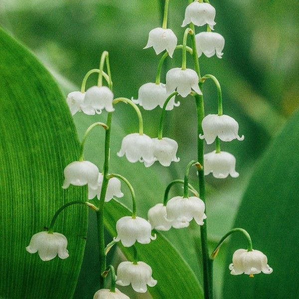 MUGUET 