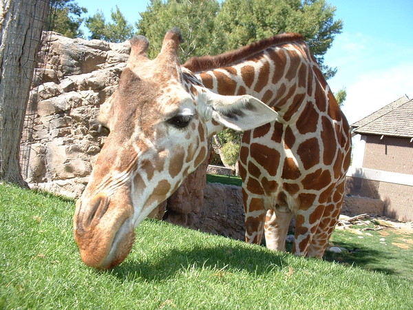 GIRAFE