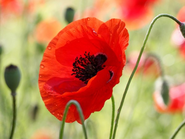 COQUELICOTS