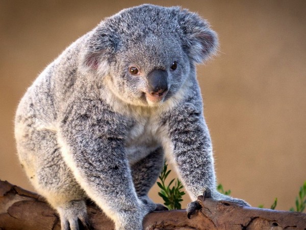 KOALA