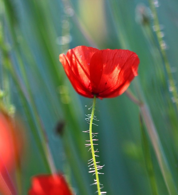 COQUELICOTS