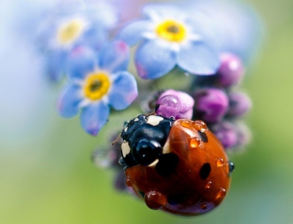 COCCINELLE