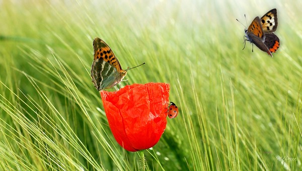 COQUELICOT