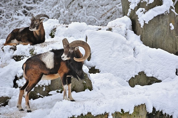 MOUFLON