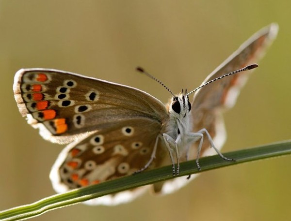 PAPILLON