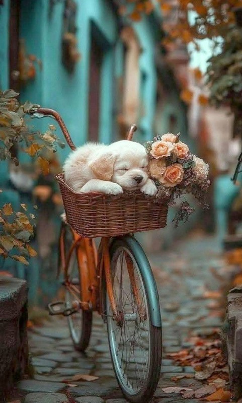 BICYCLETTE OU VELO 2