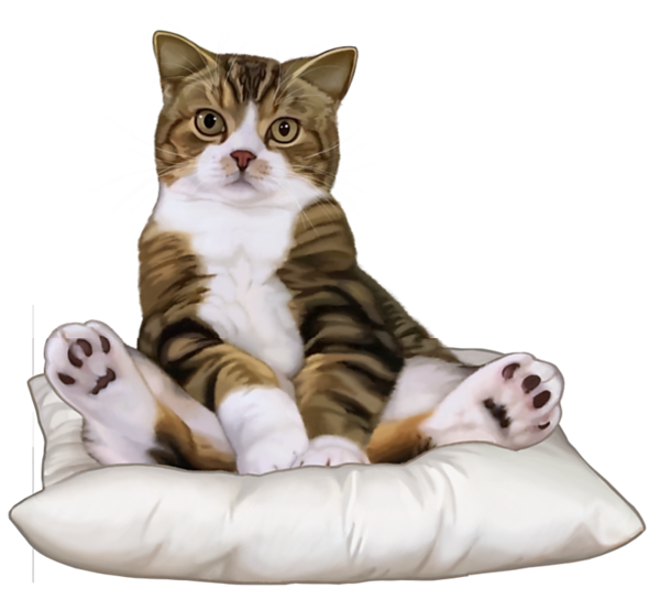 CHAT 7