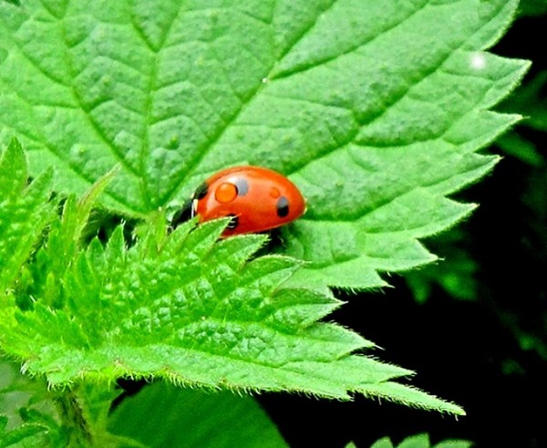 COCCINELLE