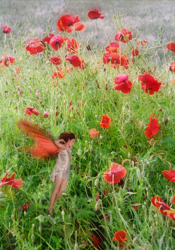 COQUELICOTS