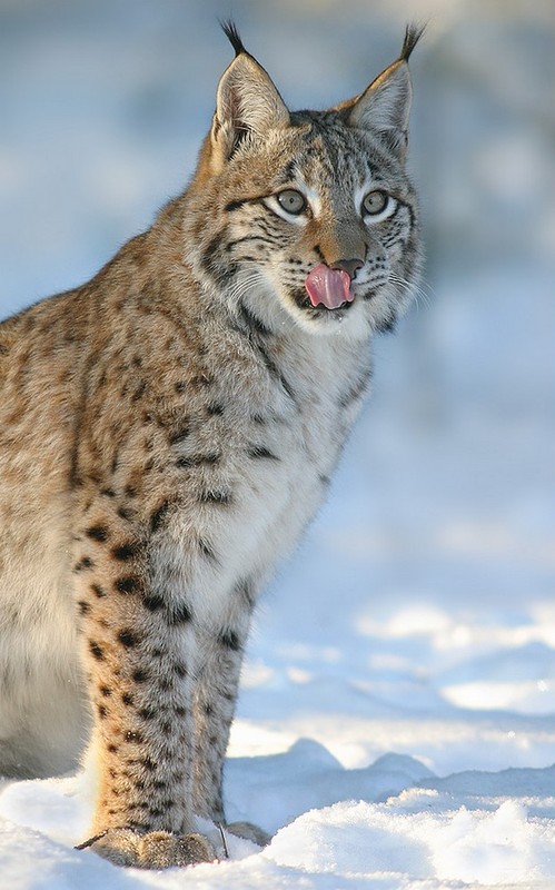 LYNX