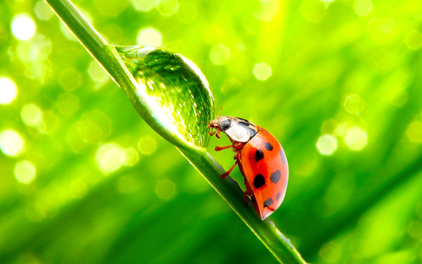 COCCINELLE