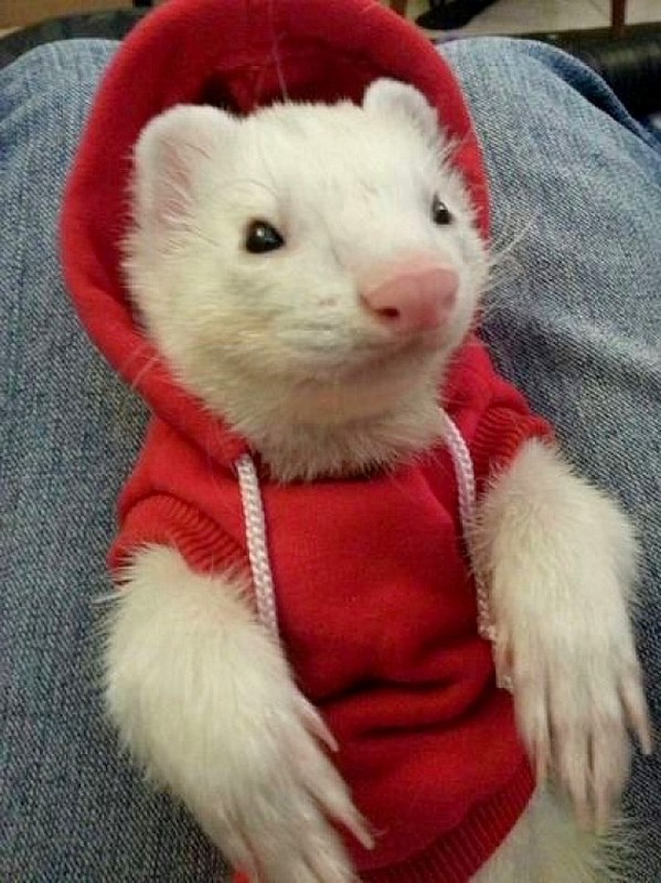 FURET