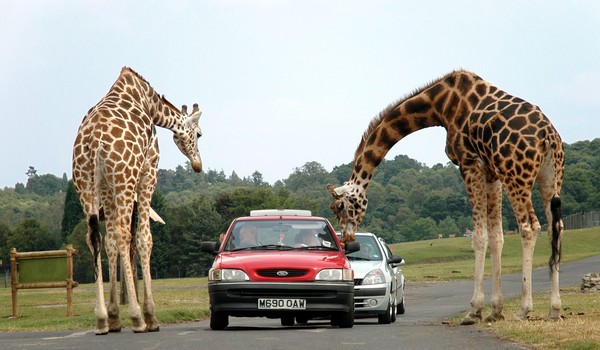 GIRAFES