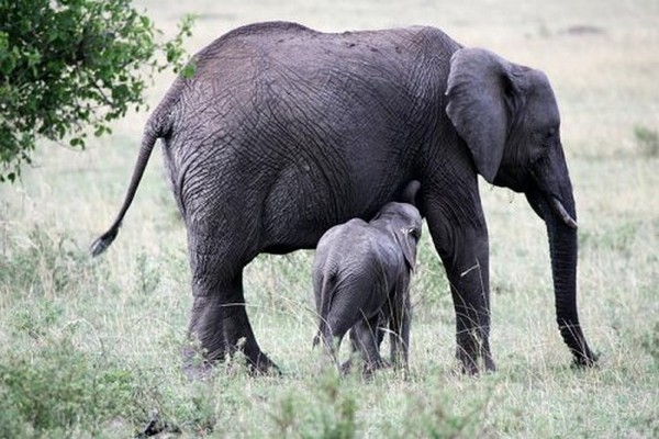 ELEPHANTS