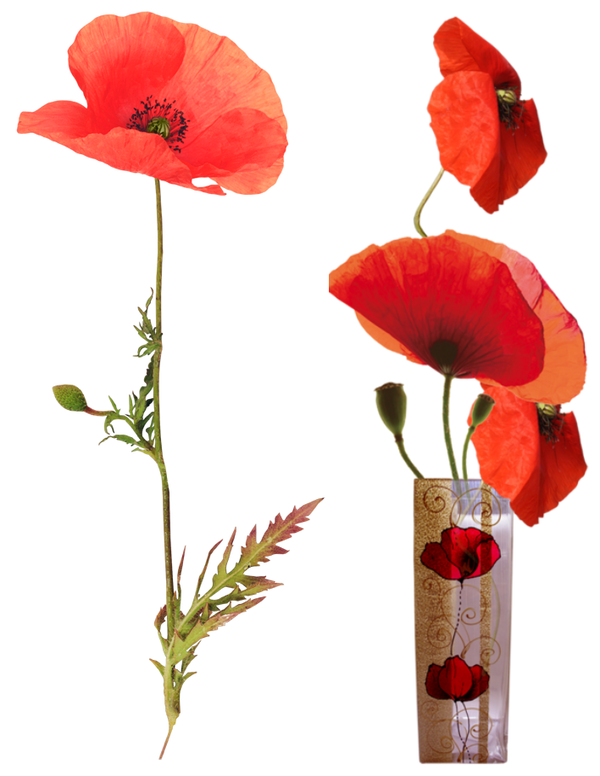 COQUELICOTS