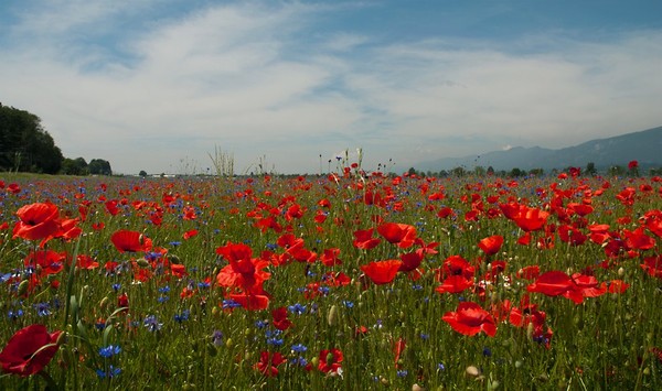 COQUELICOTS