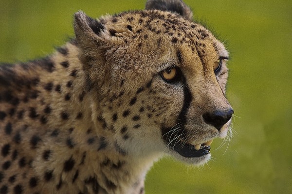 GUEPARD