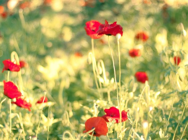 COQUELICOTS