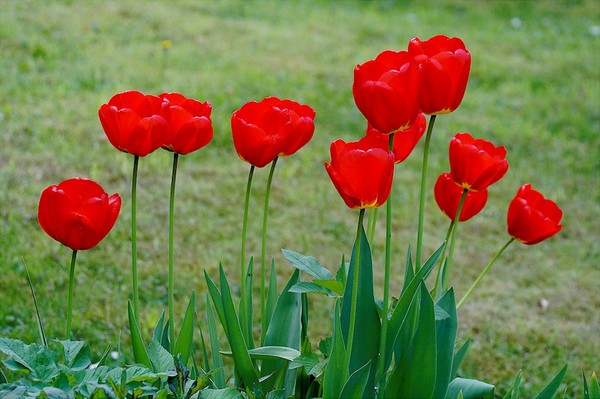 FLEURS