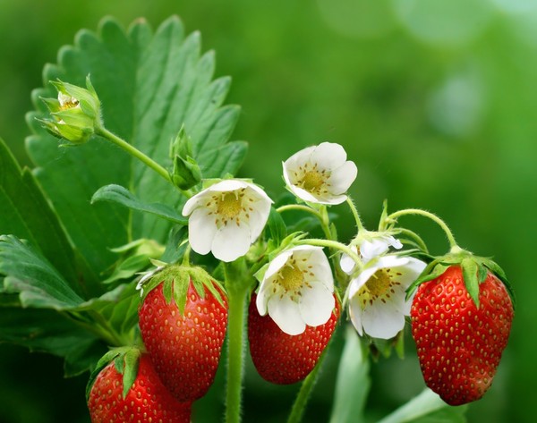 LES FRAISES