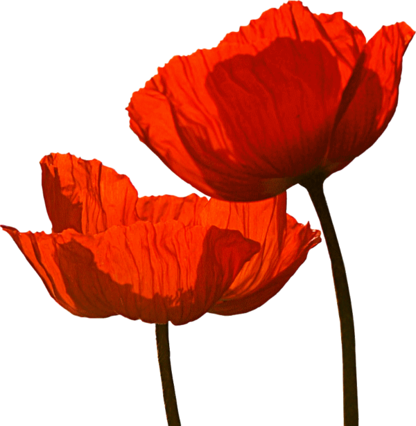 COQUELICOTS