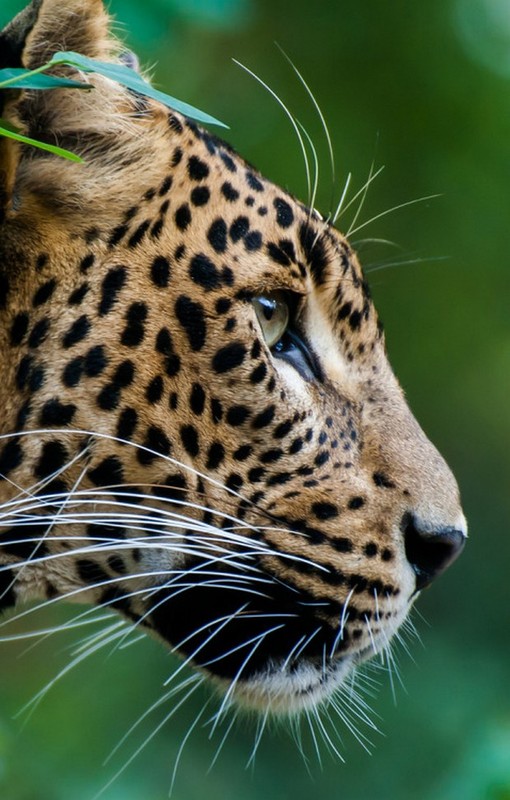 LEOPARD