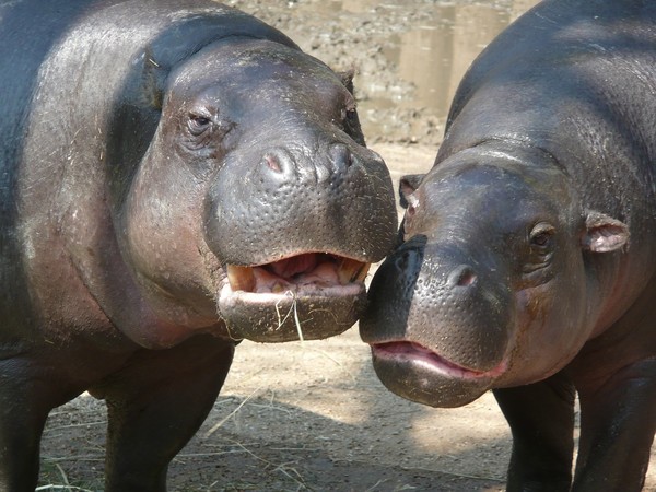 HIPPOPOTAMES