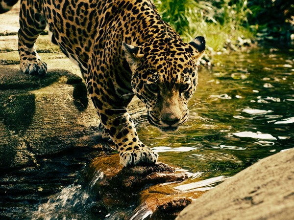 LEOPARD