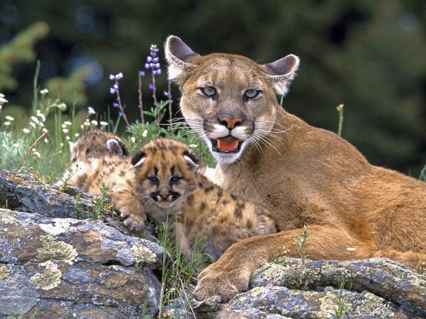 PUMAS