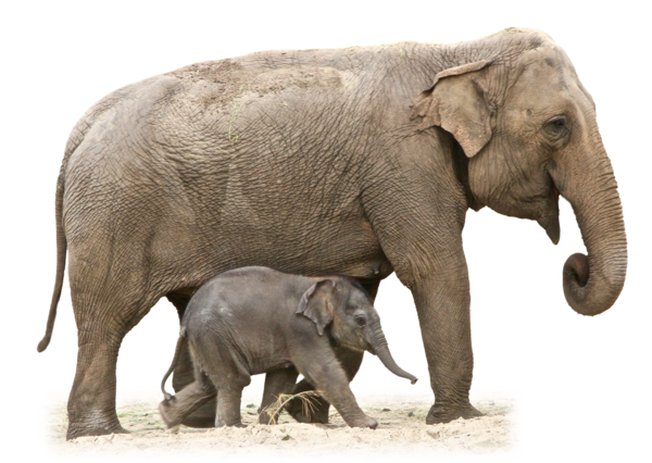 ELEPHANT 2