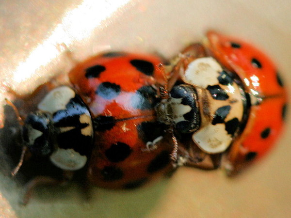 COCCINELLES