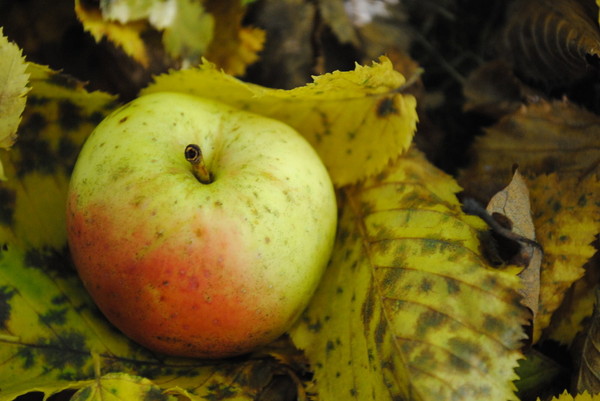 LA POMME